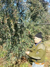 raccolta olive a mano